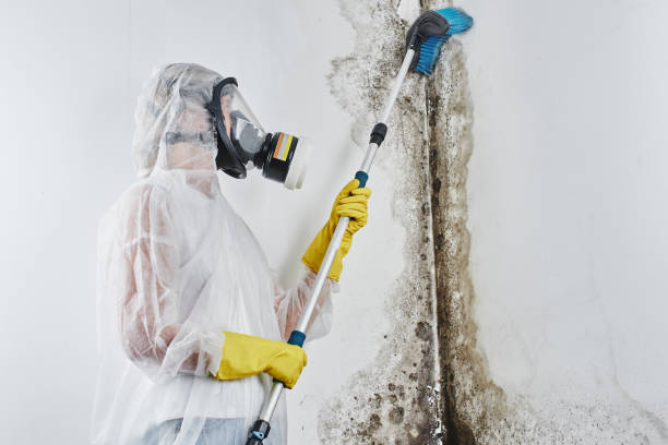 Best Attic Mold Removal in North Hudson, WI